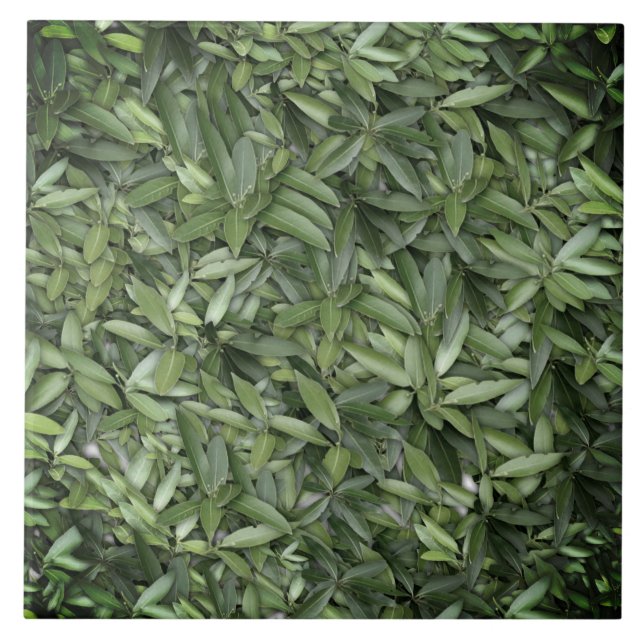 Carreau Motif Feuille verdoyant - Nature Botanique (Devant)