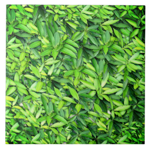 Carreau Motif Feuille verdoyant - Nature Botanique