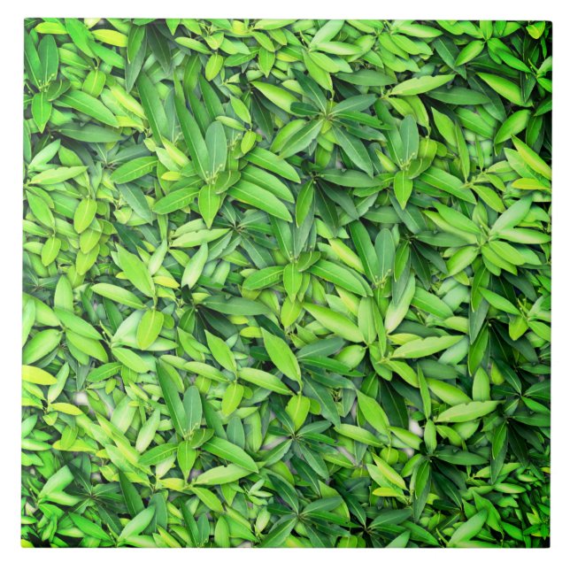 Carreau Motif Feuille verdoyant - Nature Botanique (Devant)