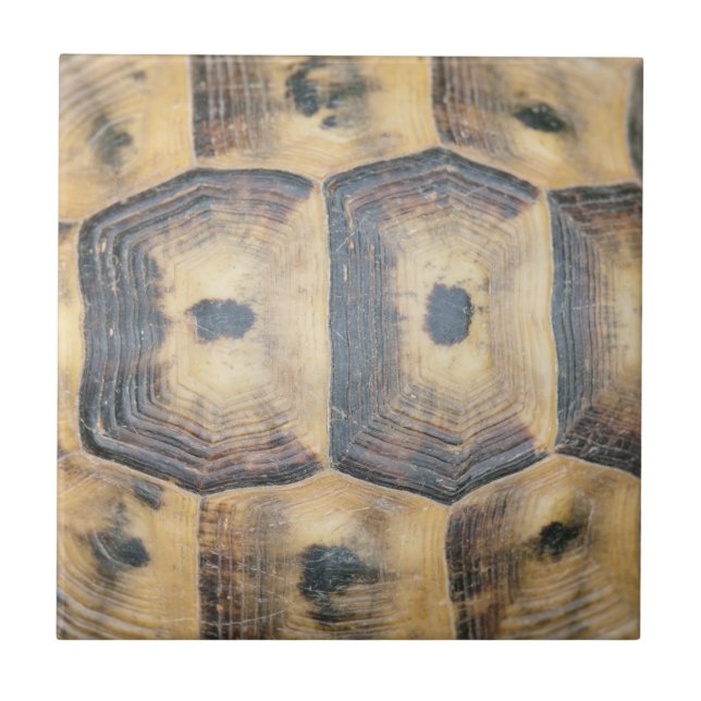 Carreau Motif Tortoise Shell (Devant)