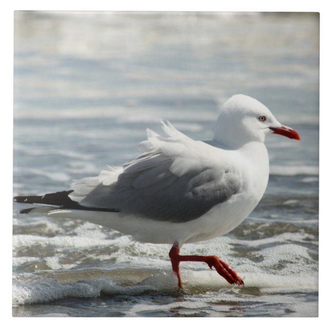 Carreau Mouette obtenant ses pieds humides (Devant)