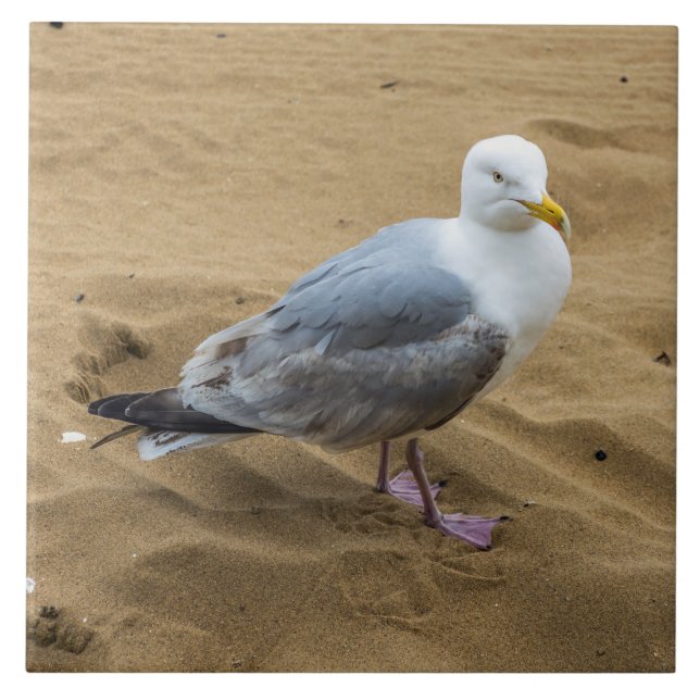 Carreau Mouette sur la plage carrelage en céramique (Devant)