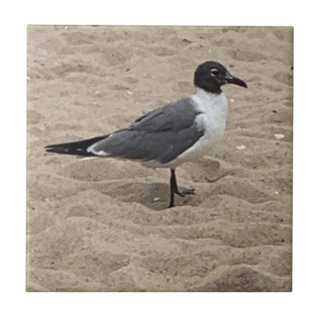Carreau Mouette sur la plage dans le sable  (Devant)
