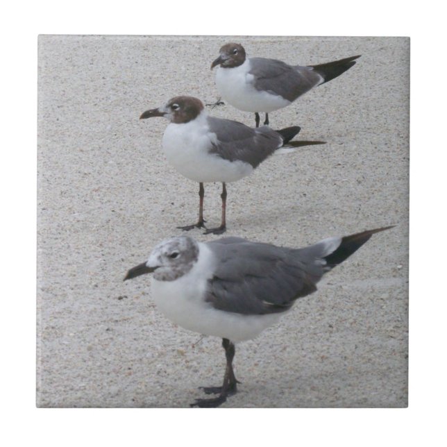 Carreau Mouettes sur la plage (Devant)