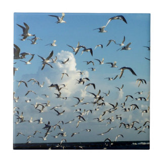 Carreau mouettes volant au-dessus de la plage
