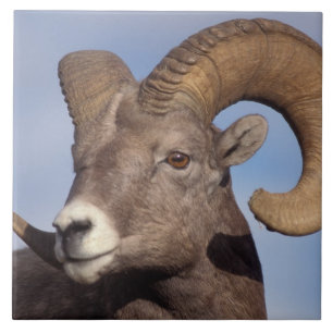 Carreau mouflon canadien, mouflon des montagnes, Ovis cana