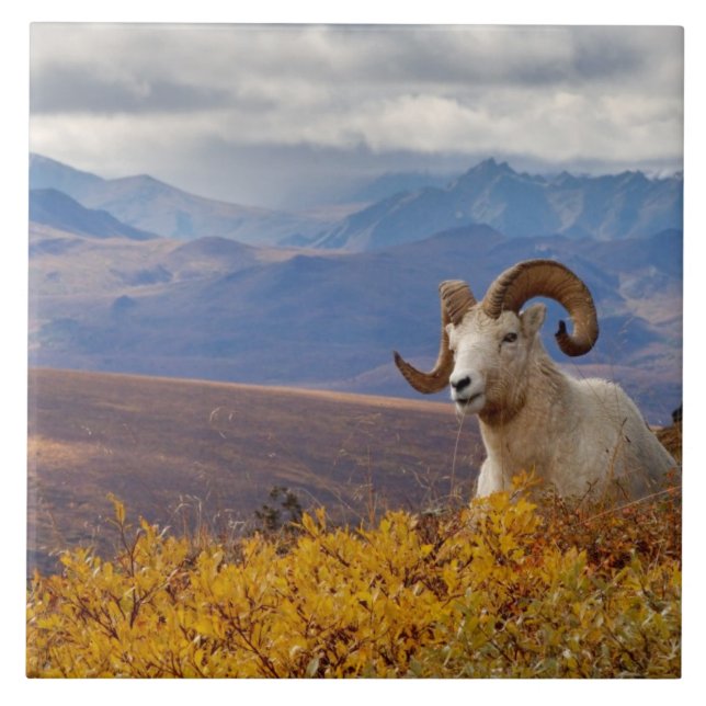 Carreau mouflon de Dall, Ovis dalli, bélier (Devant)