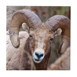 Carreau Mouflon des montagnes Rocheuses