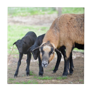 Carreau Moutons au Cameroun avec agneaux