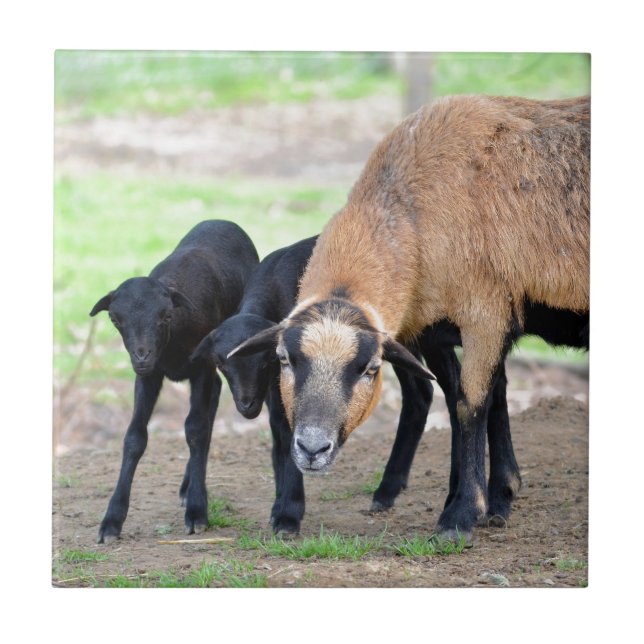Carreau Moutons au Cameroun avec agneaux (Devant)