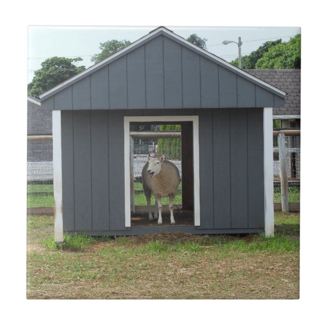 Carreau Moutons Dans Le Carrelage De La Maison-Blanche (Devant)