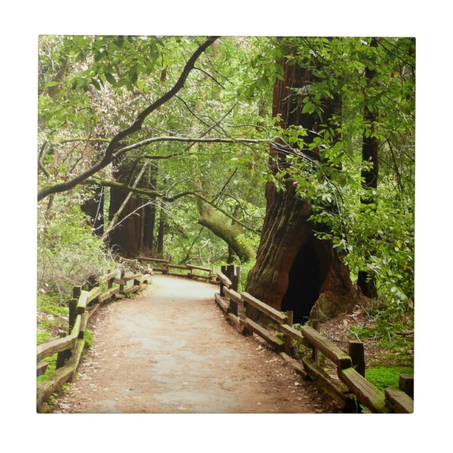 Carreau Muir Woods Path II Nature Photography (Devant)