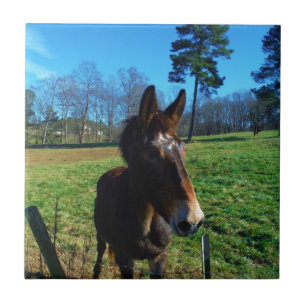 Carreau Mule Brown et blanche