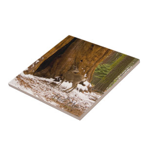 Carreau Mule Deer