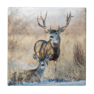 Carreau Mule Deer Buck et Doe