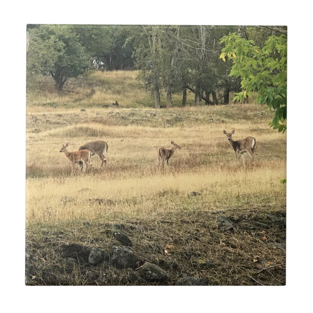Carreau Mule Deer in a Field, Joseph, Oregon (Devant)