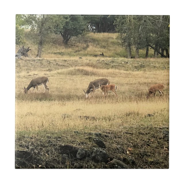 Carreau Mule Deer in a Field, Joseph, Oregon (Devant)