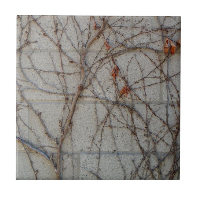 Carreau Mur de bloc de béton avec des vignes (Devant)