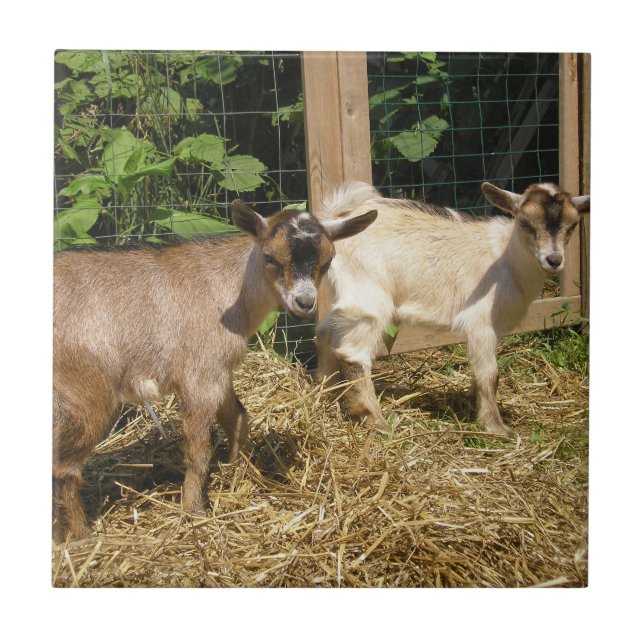 Carreau Murphy et Corky (Devant)