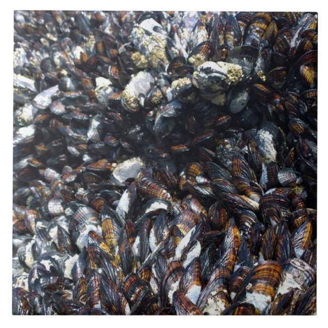 Carreau Muscles et Barnacles à Bob Creek, OU (Devant)
