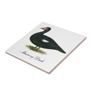 Carreau Muscovy Black Drake