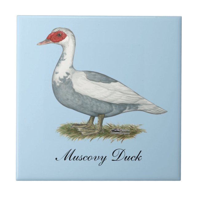 Carreau Muscovy Blue pied Duck (Devant)