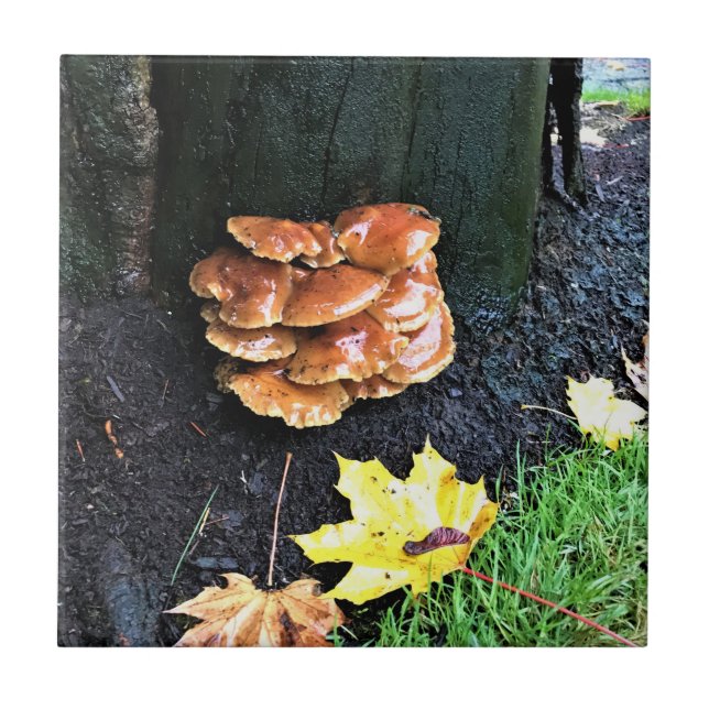 Carreau Mushrooms on a tree, Oregon (Devant)