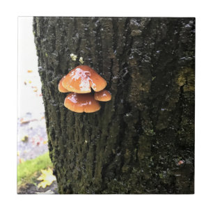 Carreau Mushrooms on a tree, Oregon