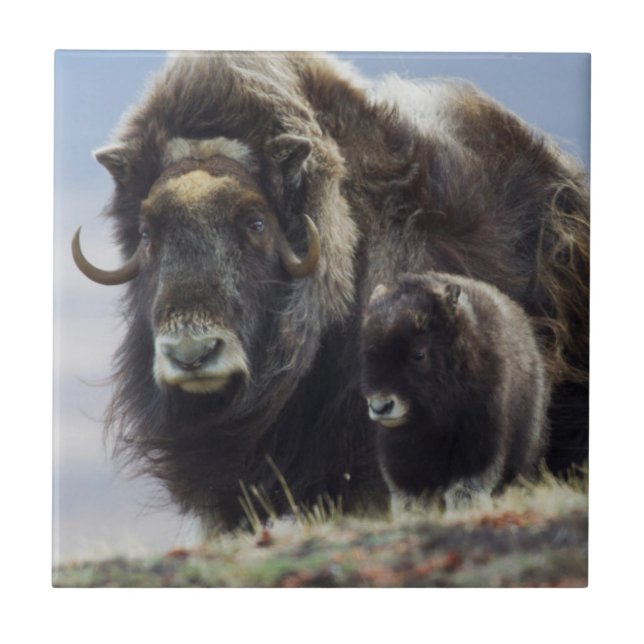 Carreau Musk Ox with Calf (Devant)