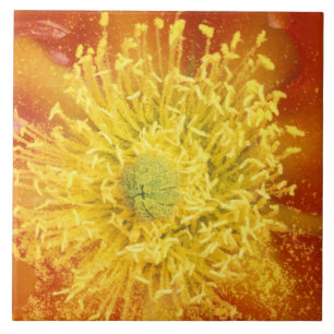 Carreau N.A., États-Unis, Arizona, Tucson, Sonora Desert 3