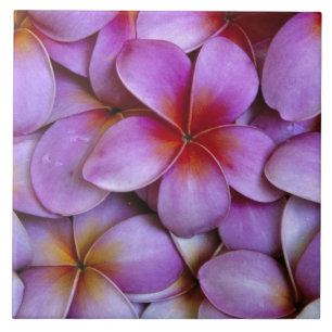 Carreau N.A., États-Unis, Maui, Hawaï. Fleurs de frangipan