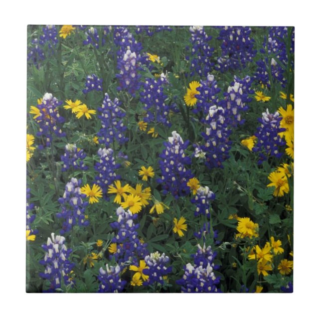 Carreau N.A, États-Unis, Texas, Marble Falls, Bleus Bonnet (Devant)