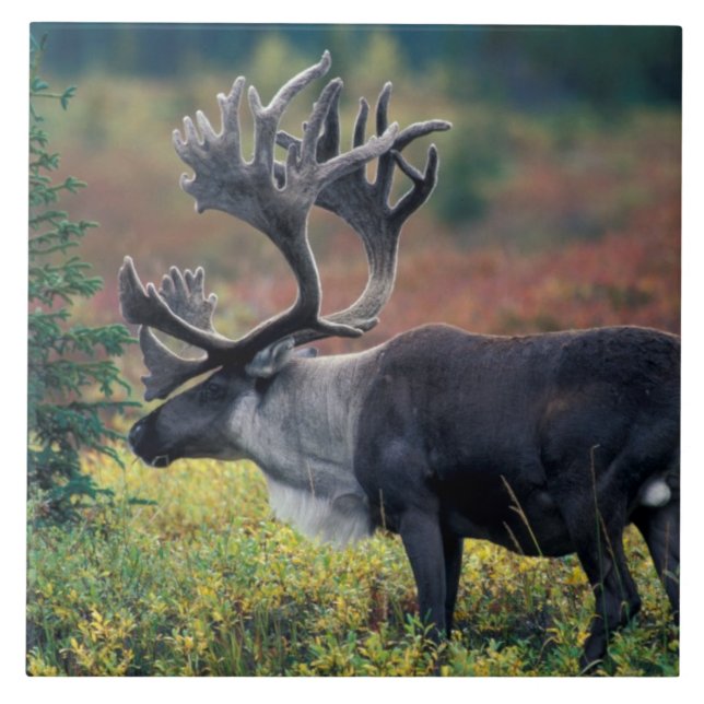 Carreau NA, États-Unis, Alaska, Parc national Denali, Cari (Devant)