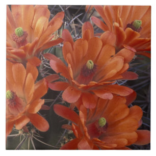 Carreau NA, États-Unis, Arizona, San Xavier. Cactus Claret