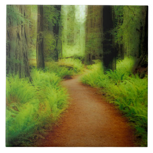 Carreau NA, États-Unis, Californie, Jedediah Smith Redwood