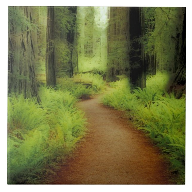 Carreau NA, États-Unis, Californie, Jedediah Smith Redwood (Devant)