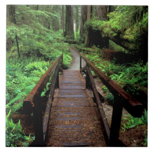 Carreau NA, États-Unis, Californie, Jedidiah Smith Redwood