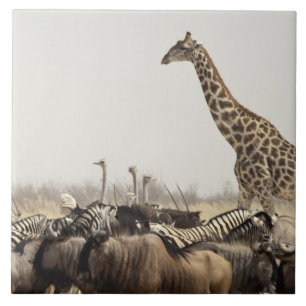 Carreau Namibie, parc national d'Etosha. Une girafe solita