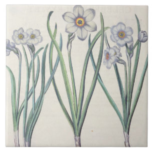 Carreau Narcisses : purpureus de medio du maximus