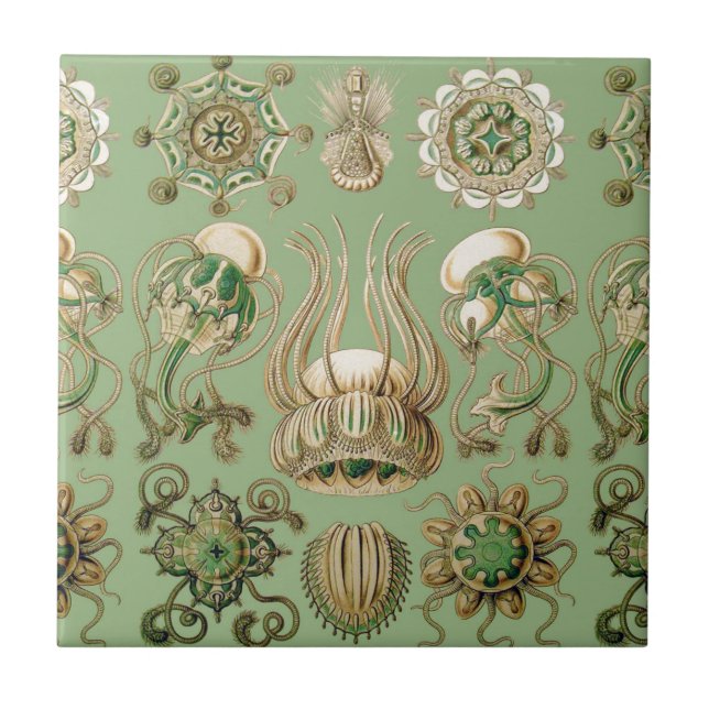 Carreau Narcomedusae d'Ernst Haeckel (Devant)