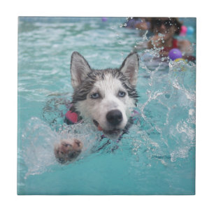 Carreau Natation mignonne de chien dans la piscine