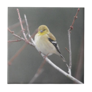 Carreau Nature américaine de chardonneret d'oiseau