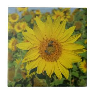 Carreau nature, fleur, été, tournesol, fleur, fleur, flora