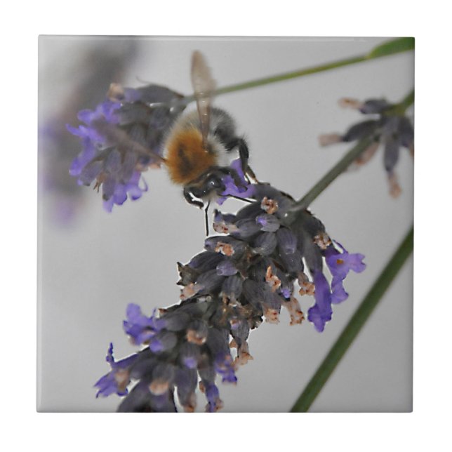 Carreau Natures de merveilleux travailleurs (Devant)