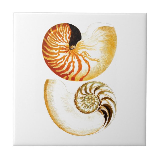 Carreau Nautilus Shell Seashell no.8 Beach Decor Art (Devant)