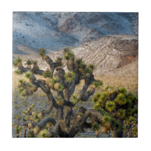 Carreau Neige Dans La Vallée De La Mort