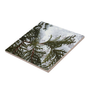 Carreau Neige sur les branches de feuillus persistants