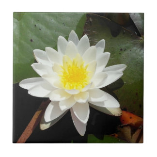 Carreau Nénuphar