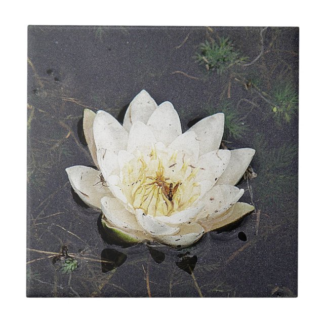Carreau Nénuphar (Devant)