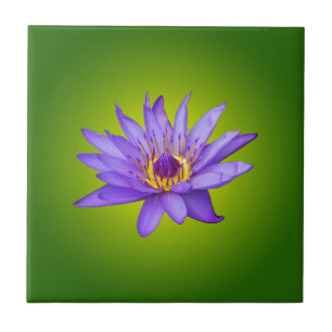 Carreau Nénuphar Fleur Étang Aquatique Fleur d'Eau Violett